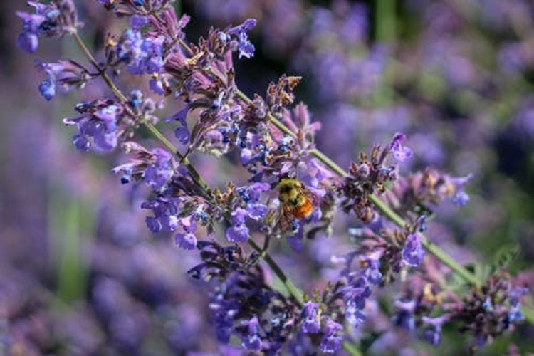 Lavender & Spring Apricot Soy Wax Melt
