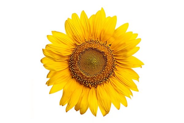 You Are My Sunshine Soy Wax Melt