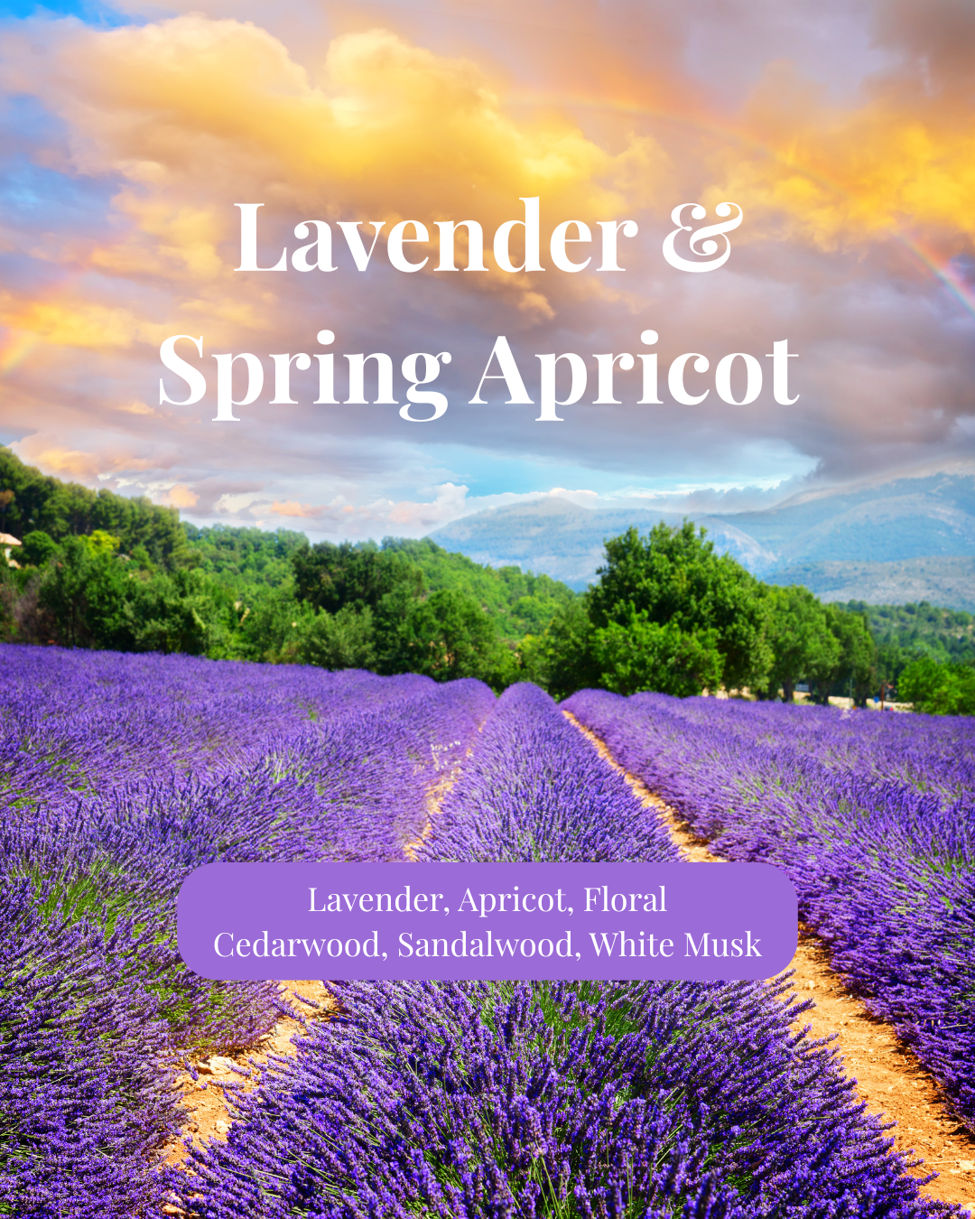 Lavender & Spring Apricot Soy Wax Melt